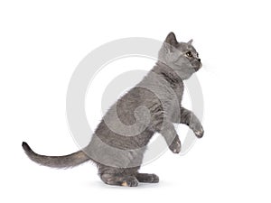 British Shorthair cat on white background