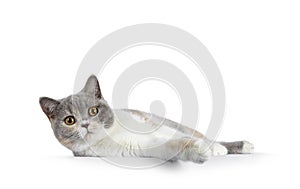 British Shorthair cat on white background
