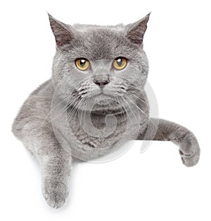 British Shorthair cat on a white banner