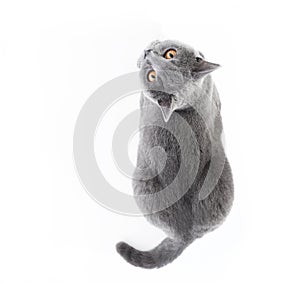 British Shorthair cat on white. Lying