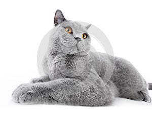 British Shorthair cat on white. Lying