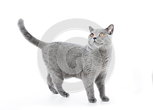 British Shorthair cat on white. Standing