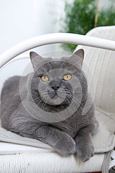 British Shorthair Cat in White Wicker Chair