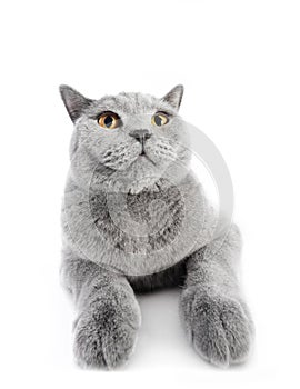 British Shorthair cat on white. Wide angle