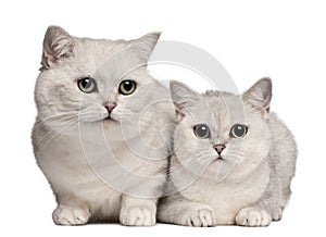 British Shorthair cats, 1 and 6 years old