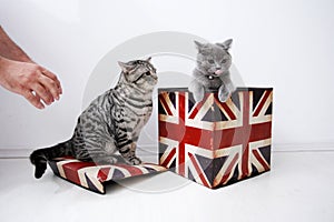 British Shorthair cats