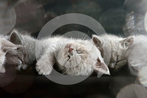 British Shorthair cats, a cute and beautiful baby kitten is lying on the floor and a black background