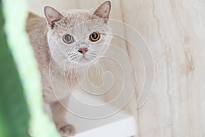 British shorthair cats at house