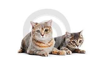 British Shorthair cats isolated