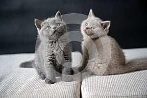 British shorthair cats, lilac and blue color, playing naughty fun on a white cushion, purebred childhood kittens, cute and