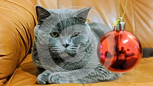 British Shorthair Christmas tree toys