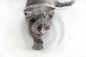 British shorthair cute kitten hunting in white background