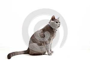 British Shorthair feline