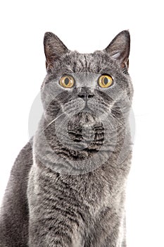 British Shorthair female cat