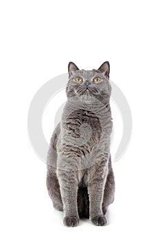 British Shorthair female cat