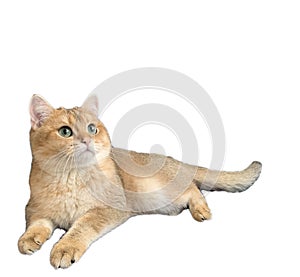 British Shorthair golden cat on white background quietly sits and looks up with interest