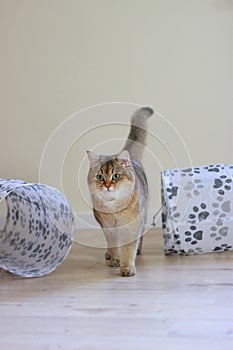 British Shorthair Golden Chinchilla NY25 ticked tabby