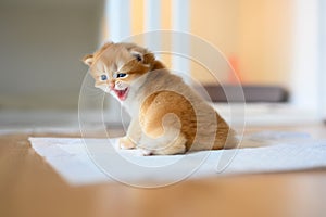 British Shorthair Golden kitten sitting on white cloth on wooden floor in room, baby kitten learning to walk and play naughty.