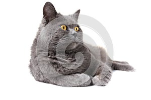 British shorthair grey cat