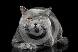 British shorthair grey cat with big wide face on Black background