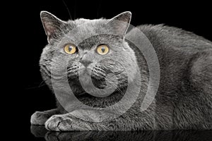British shorthair grey cat with big wide face on Black background