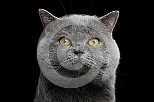 British shorthair grey cat with big wide face on Black background