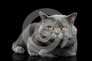 British shorthair grey cat with big wide face on Black background