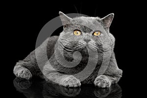 British shorthair grey cat with big wide face on Black background