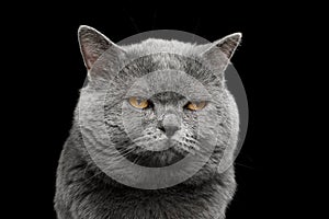 British shorthair grey cat with big wide face on Black background