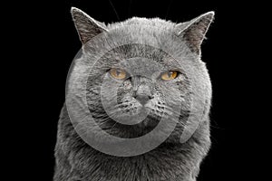 British shorthair grey cat with big wide face on Black background