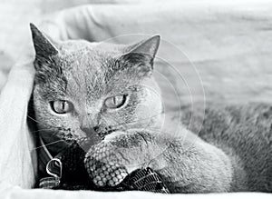 British shorthair grey cat. Black and white photo. British shorthair grey cat.