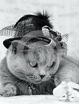 British shorthair grey cat. Black and white photo. British shorthair grey cat in hat.