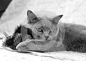 British shorthair grey cat. Black and white photo. British shorthair grey cat in hat. Cute grey British Shorthair cat.