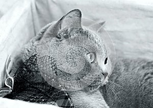 British shorthair grey cat. Black and white photo. British shorthair grey cat in hat. Cute grey British Shorthair cat.