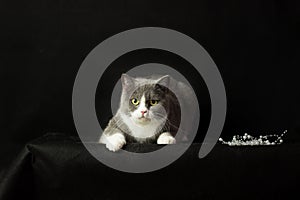 British shorthair grey and white cat with big wide open orange eyes. Beautiful female cat on black background