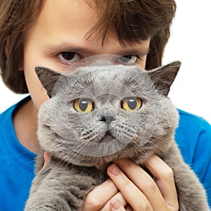 British shorthair in the hands of a girl looking at the camera isolated on white
