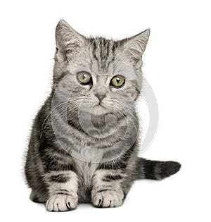 British Shorthair kitten (10 months old)