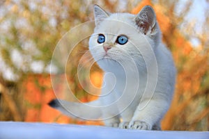 British Shorthair kitten