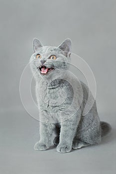 British shorthair kitten