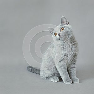 British shorthair kitten