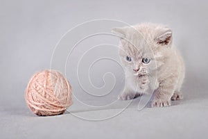 British shorthair kitten