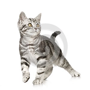 British Shorthair kitten