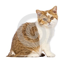 British Shorthair kitten, 3.5 months old, sitting and looking at the camera