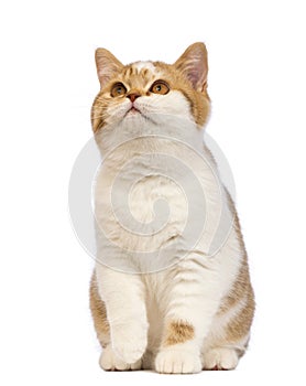 British Shorthair kitten, 3.5 months old, sitting and looking up