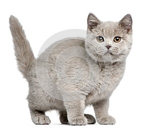 British Shorthair kitten, 3 months old