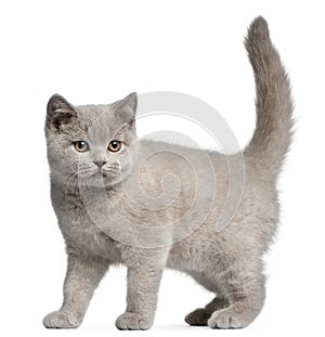 British Shorthair kitten, 3 months old