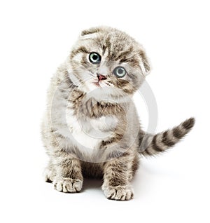 British Shorthair kitten