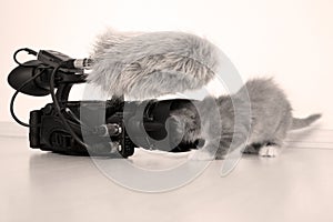 British Shorthair kitten