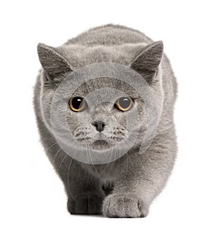 British Shorthair kitten, 4 months old