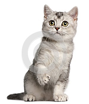 British Shorthair kitten, 4 months old, sitting